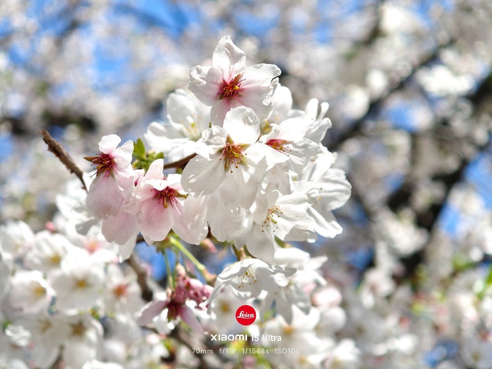xiaomi Xiaomi 15 Ultra レビュー写真4