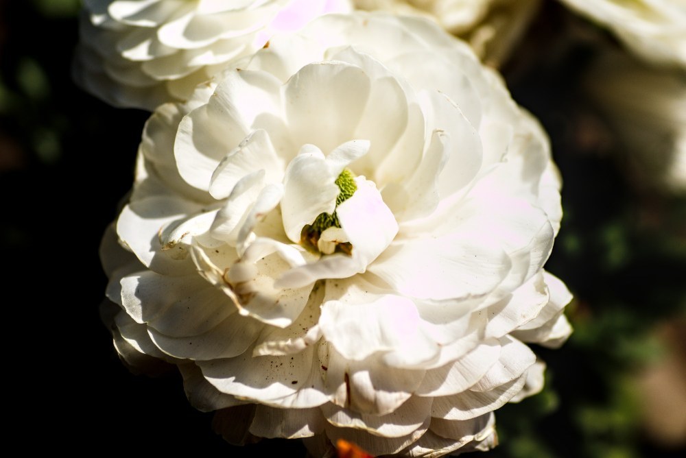 TAMRON TAMRON90mm　272E レビュー写真2