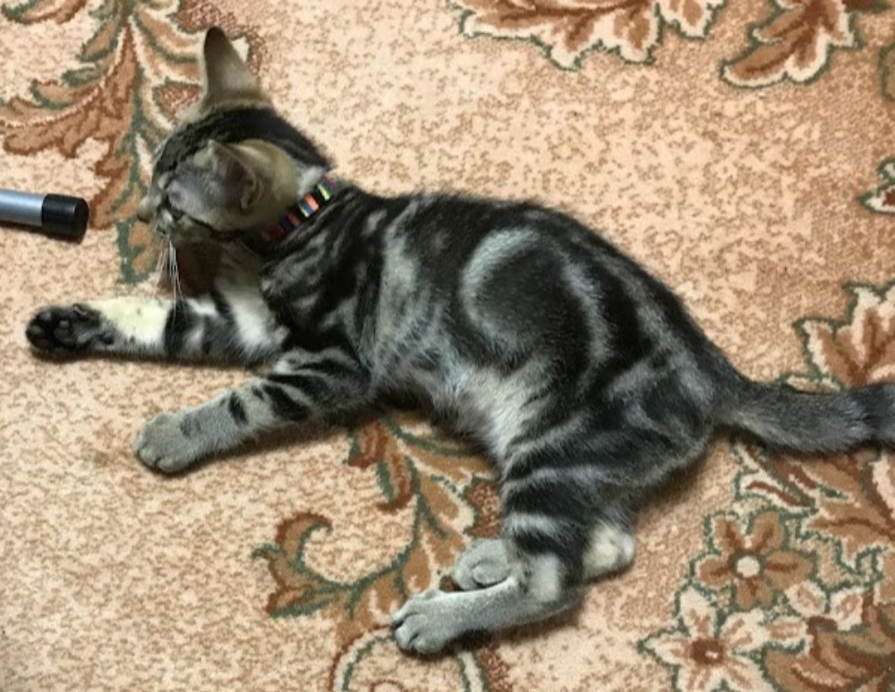 子猫時代