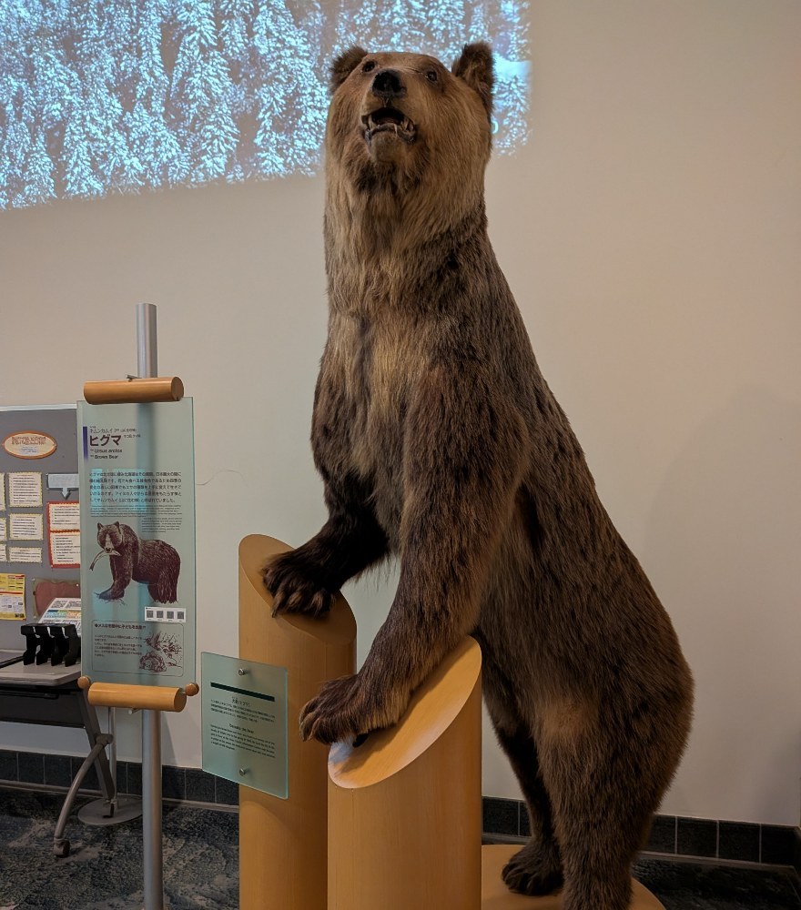 ヒグマ怖え