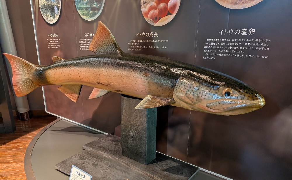 幻の魚、イトウ