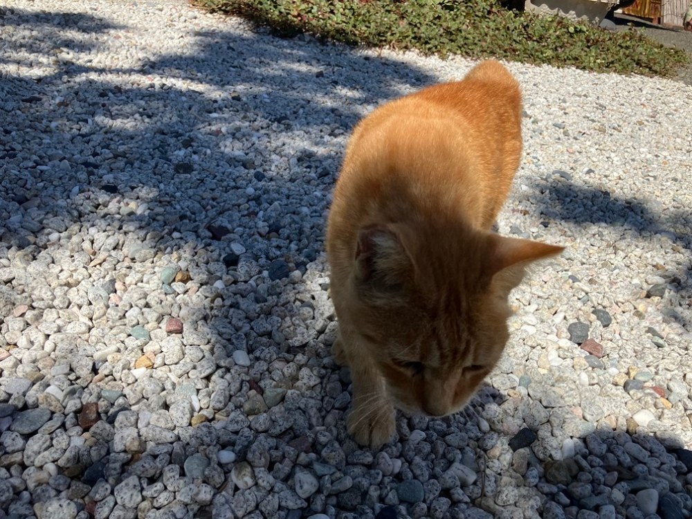 猫