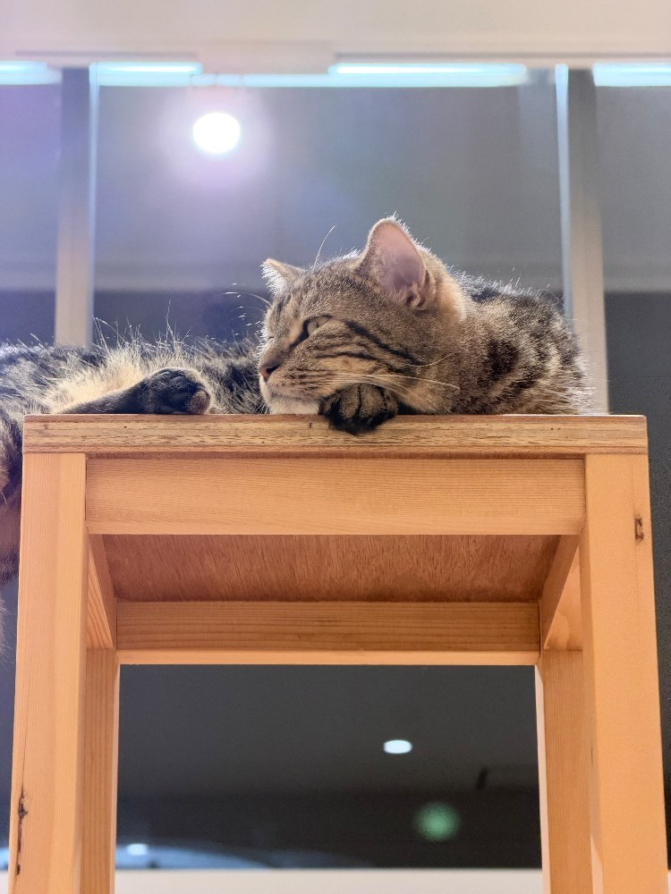 猫カフェ行った時の写真です