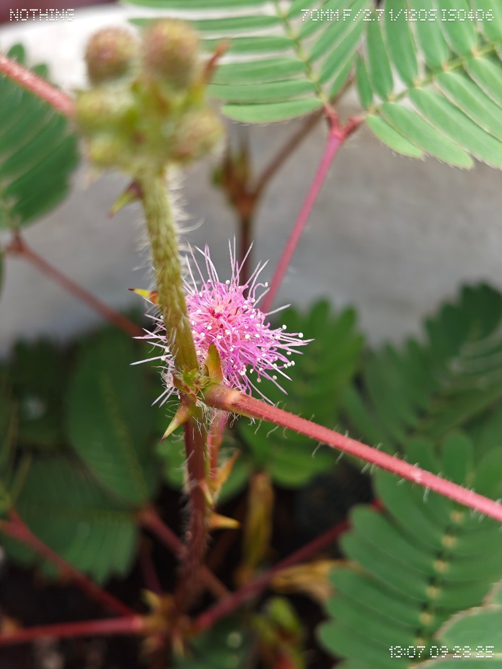 オジギソウの花? (フィルター無使用・ポートレート)