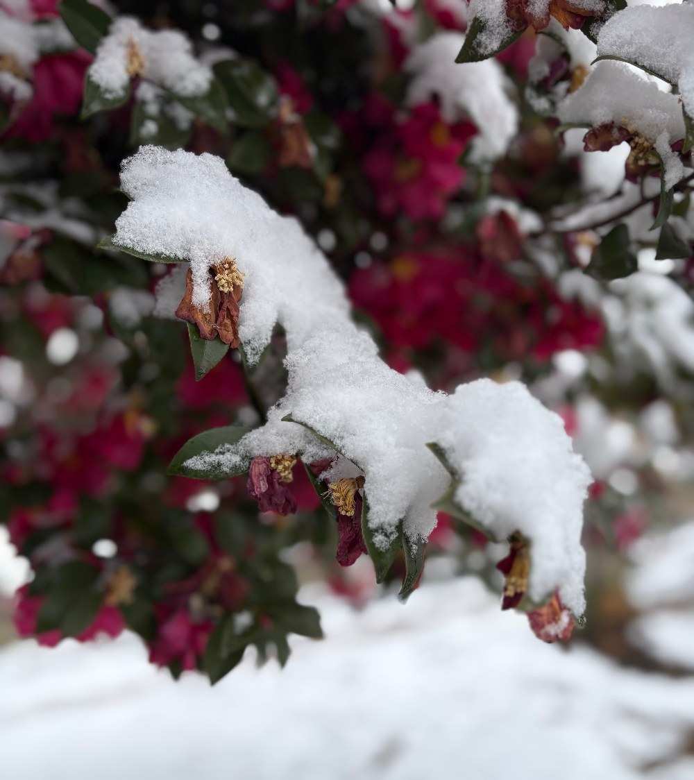 12月頃雪が降ったときになんとなく撮った写真