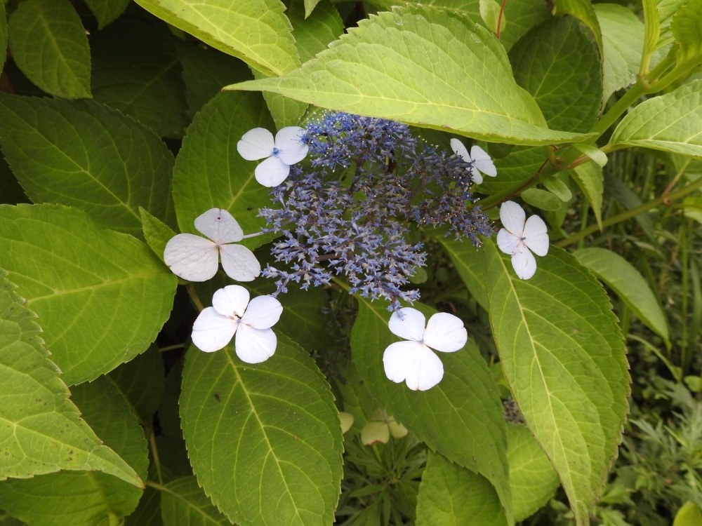 花1