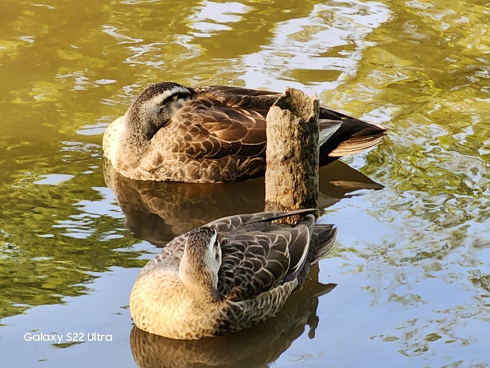所沢航空記念公園