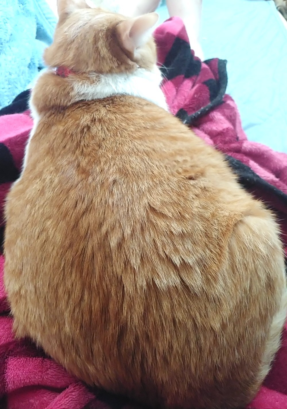 今日もかわいいおしゃべりねこちやんは飼い主の上でくつろぎ中♡