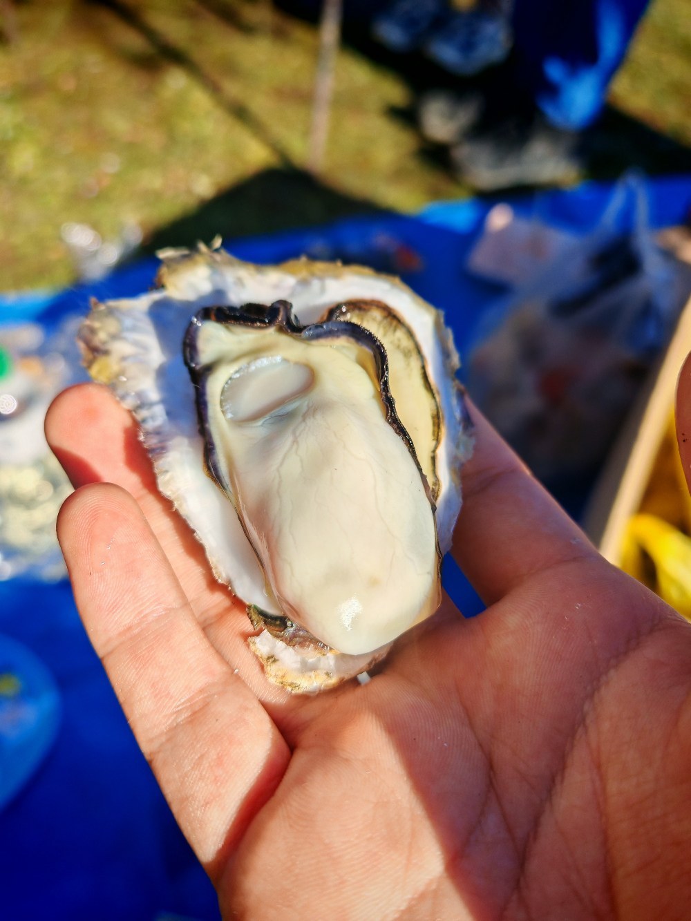 厚岸のカキ(27mm広角)