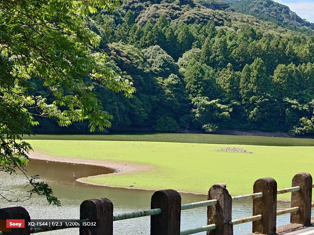 170mm朝は鹿が緑地を歩いていてめちゃくちゃ神秘的だったんですが、帰り際にはサギへ変化してました。