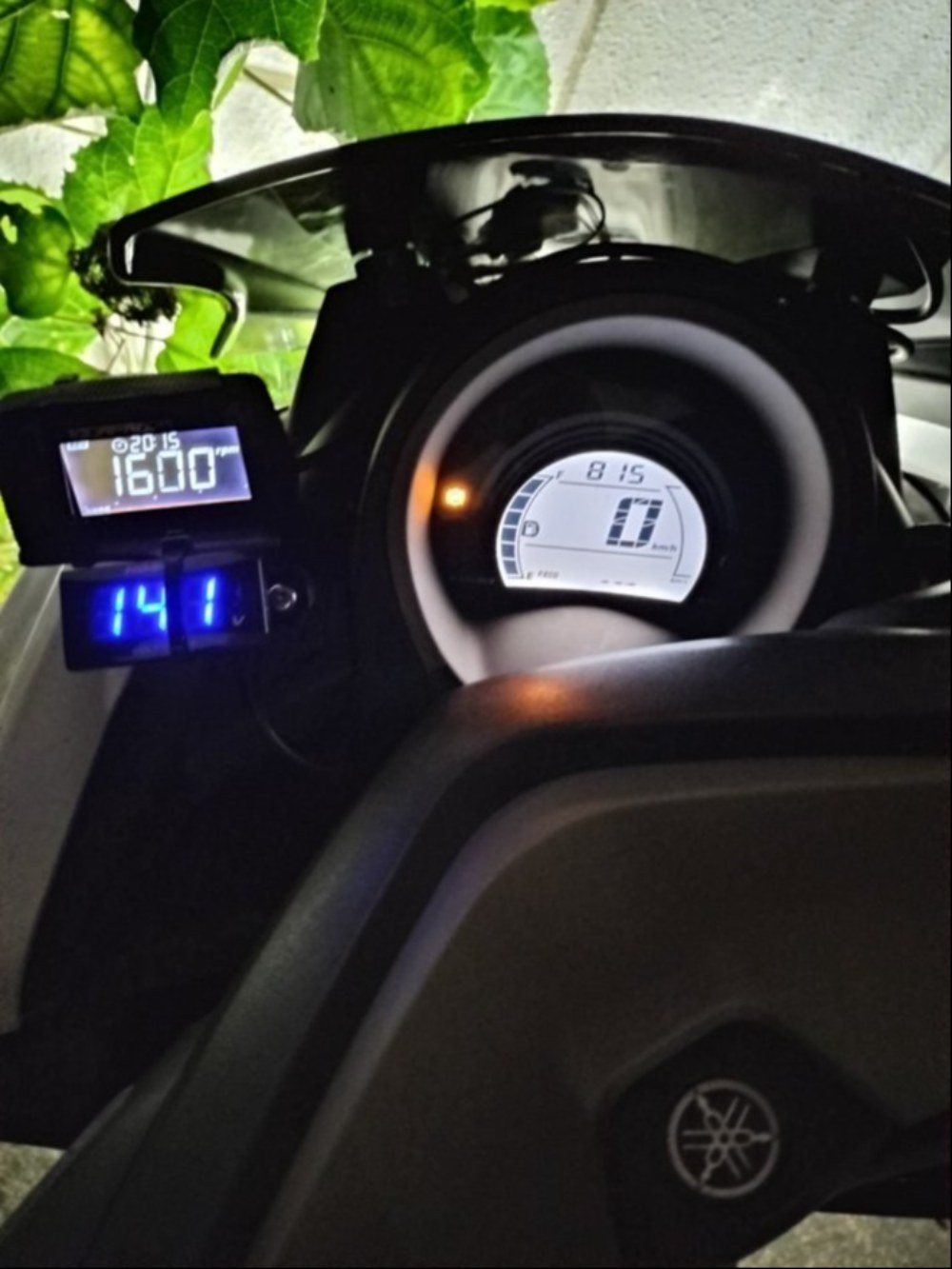 夜のほうが見やすいしヒカリモノにもなってきれいですね。