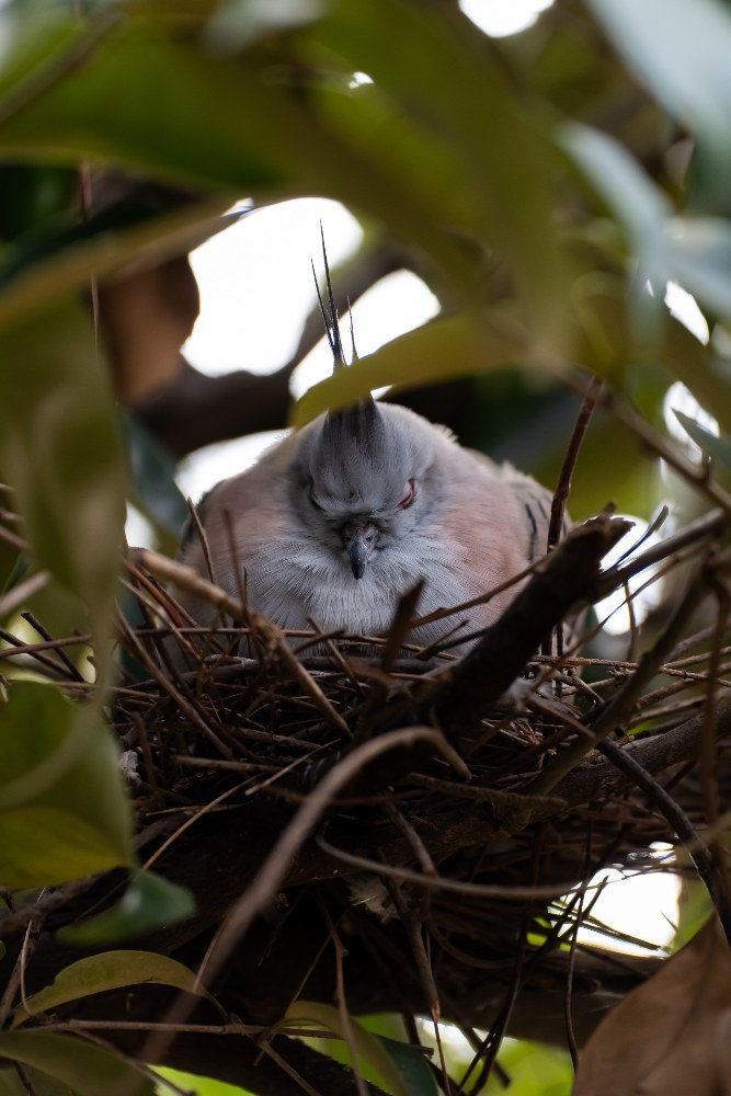 鳥鉄