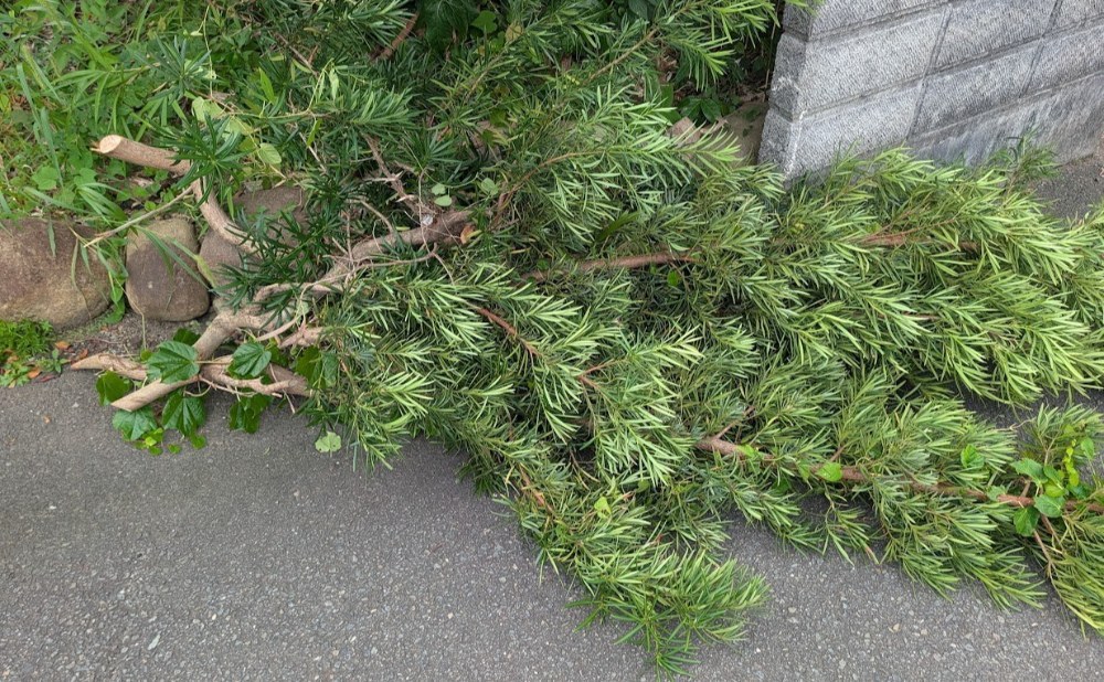 5分がんばった結果