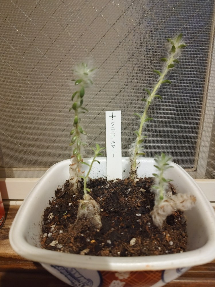 まだ一年経っていない子