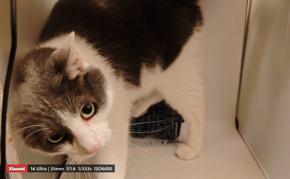 猫が乱入！