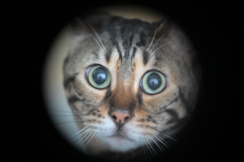 我が家の猫