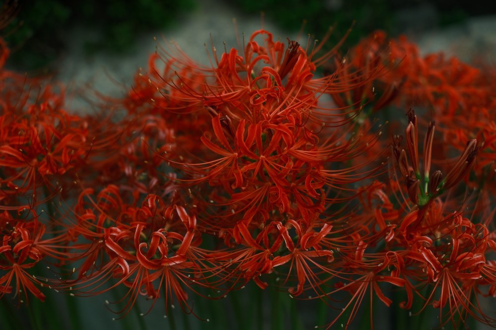 彼岸花