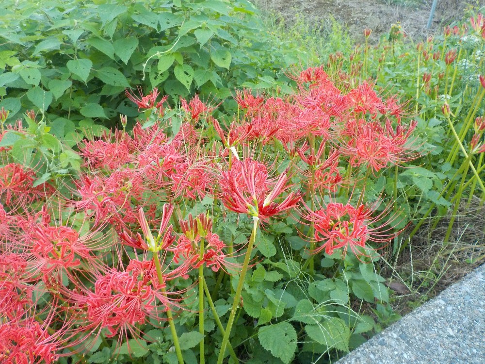 道端に咲いていた彼岸花