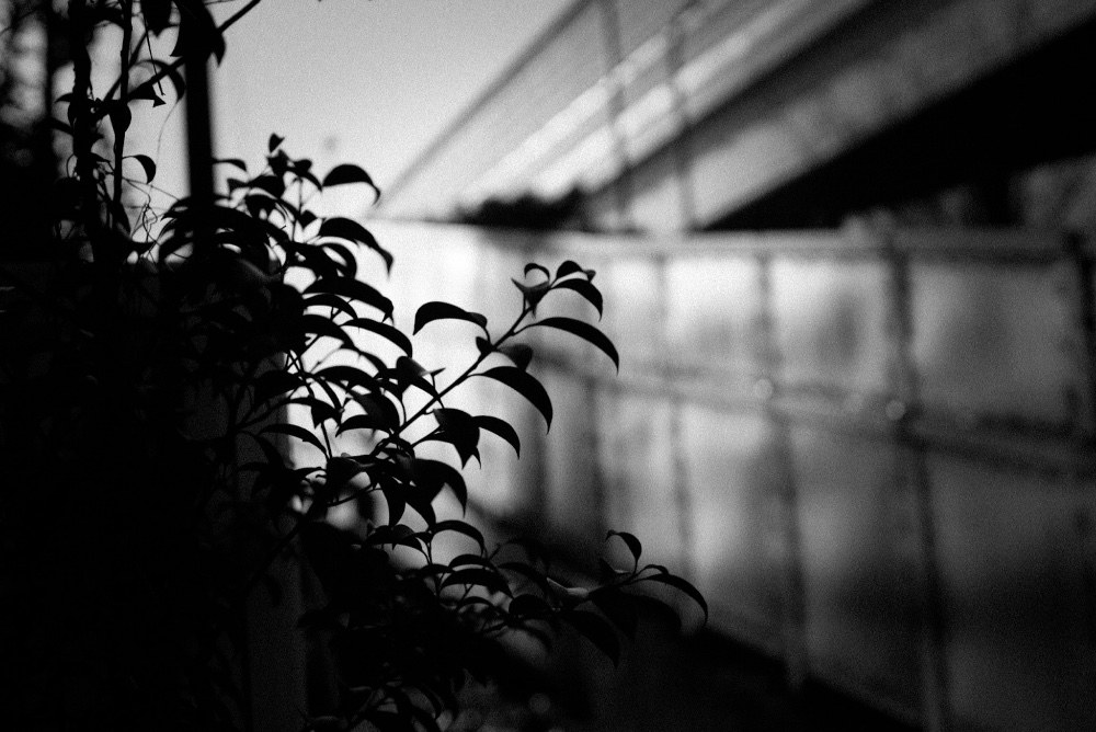SONY α7rii レビュー写真