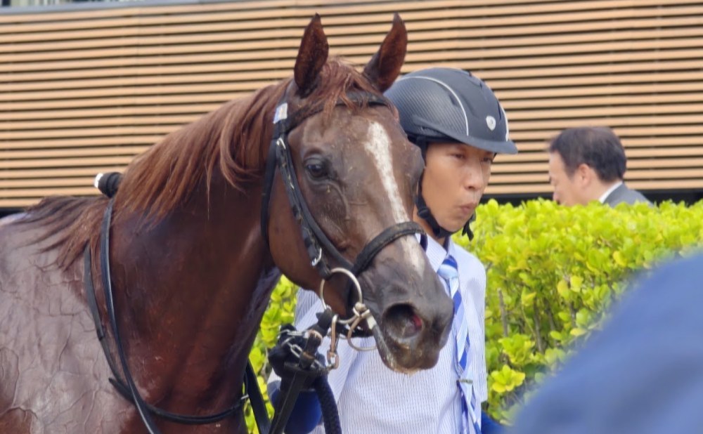5R 2歳新馬のローズサルーテ号と小林美駒騎手①