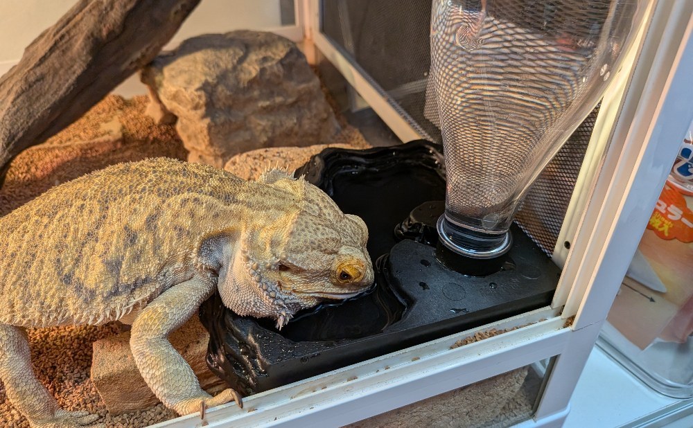ちゃんと飲んでる！