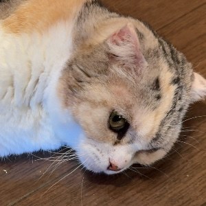しおざとう