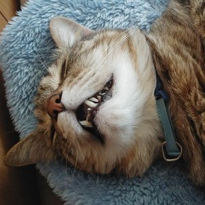 ねこちやんの飼い主