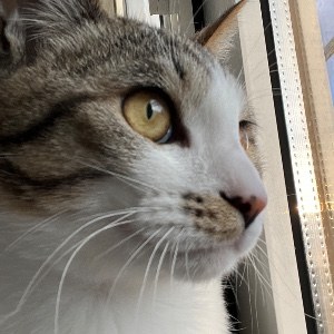 Tim