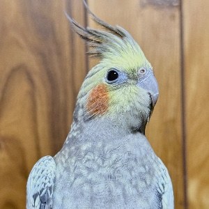 スーパーインコ