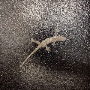 しょーてぃー