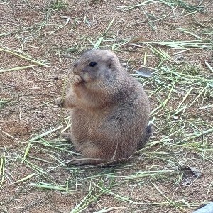 りんごあめ