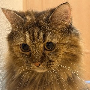 バステト
