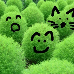 さくたけ