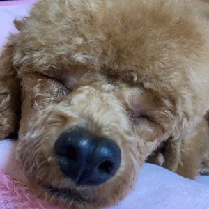 ハネハネ