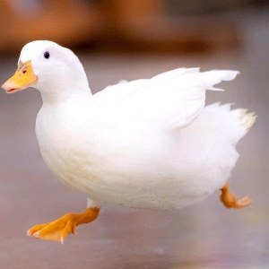 ふくたろう