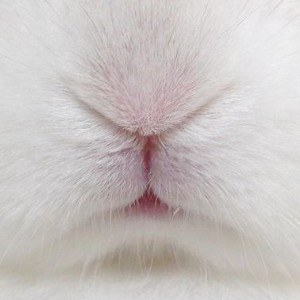 グラビオラ