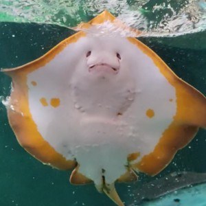 エイおぢ／´ω`＼
