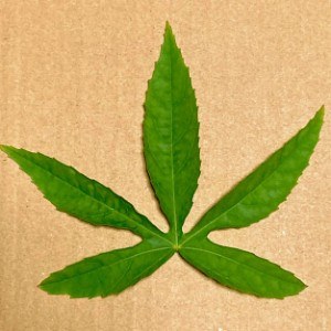 頭がスッキリする草